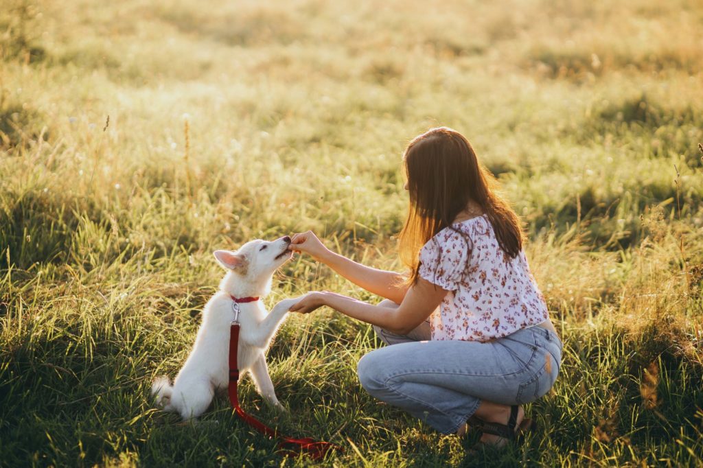 Woman training cute white puppy to behave in summer meadow in warm sunset light