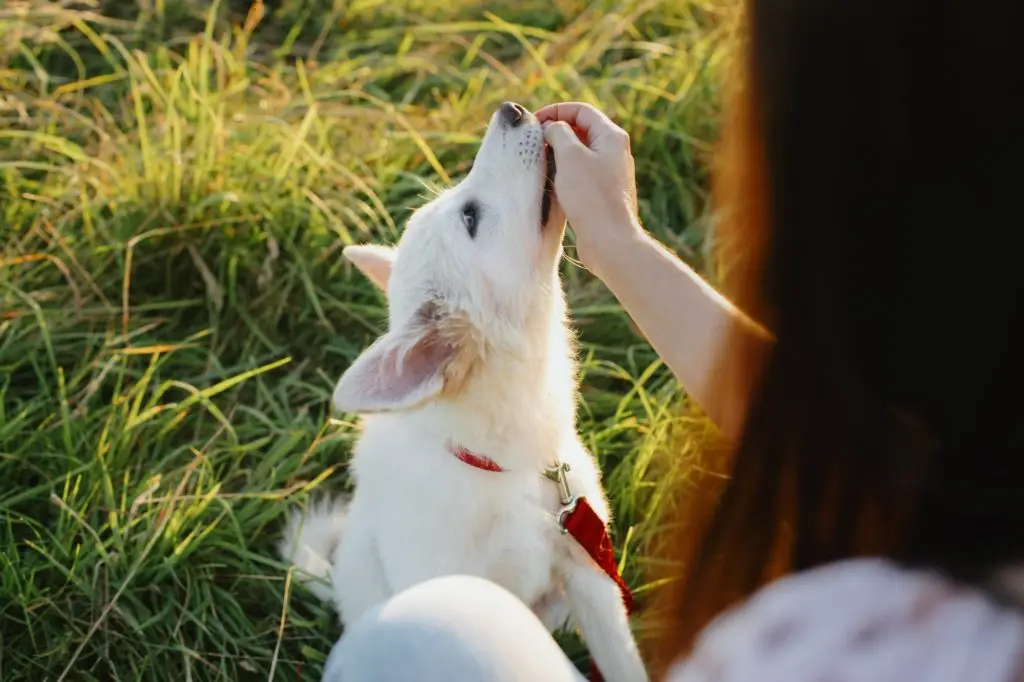 Adorable fluffy puppy having treat for giving paw to girl owner