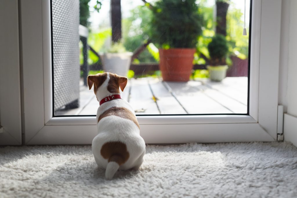 Jack russel terrier puppy sitting near door