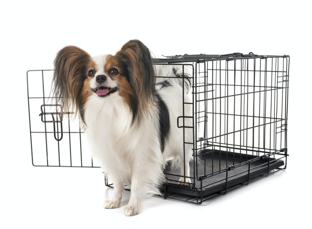 little dog in cage