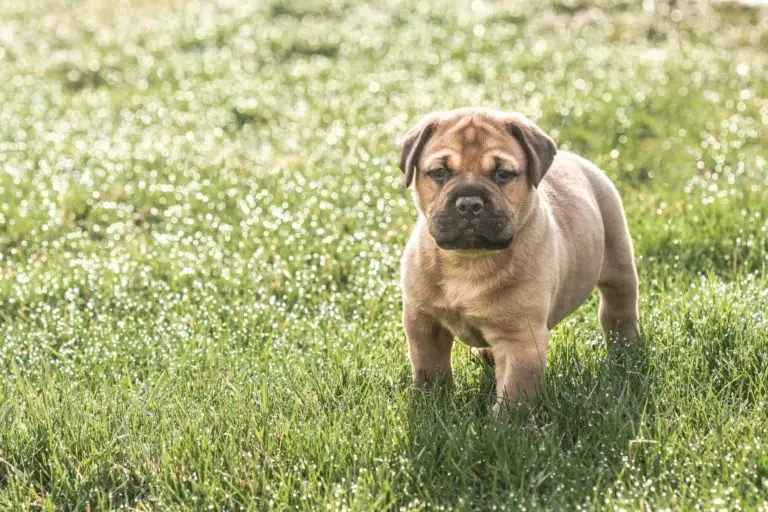 Puppies and springtime