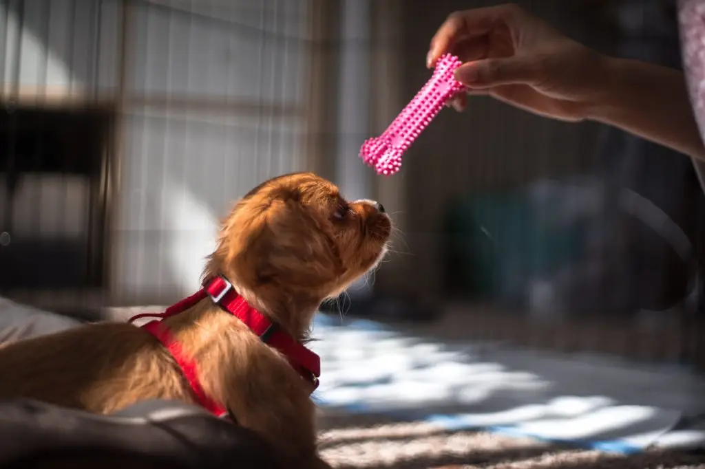 Puppy and the bone