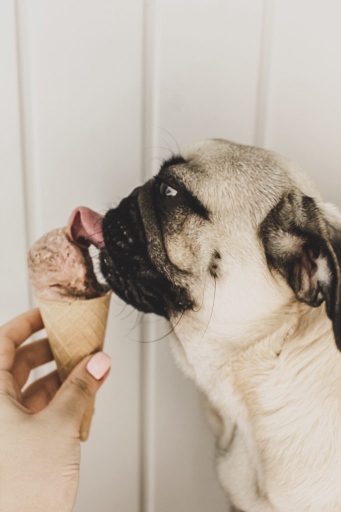 Dog eats ice cream