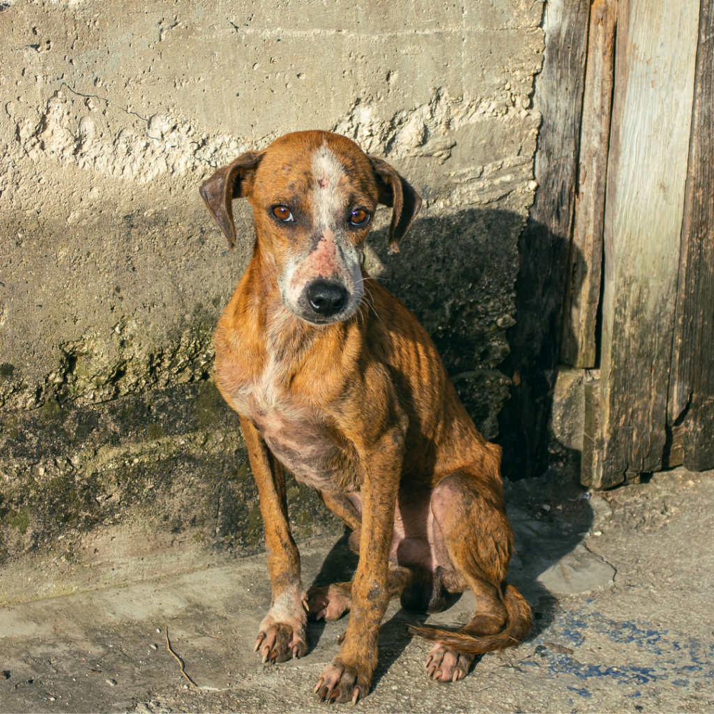 Drowning in Animals: Your Local Animal Rescues Need Support | Dogwood  Journal