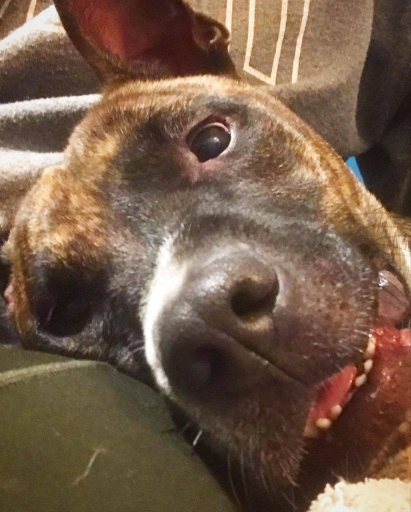 closeup of a foster dog's face
